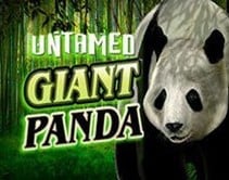 Untamed Giant Panda Untamed Giant Panda